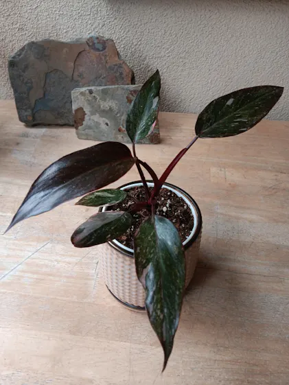 Marble Galaxy Philodendron (improved Pink Princess) - Philodendron   Wellspring Gardens