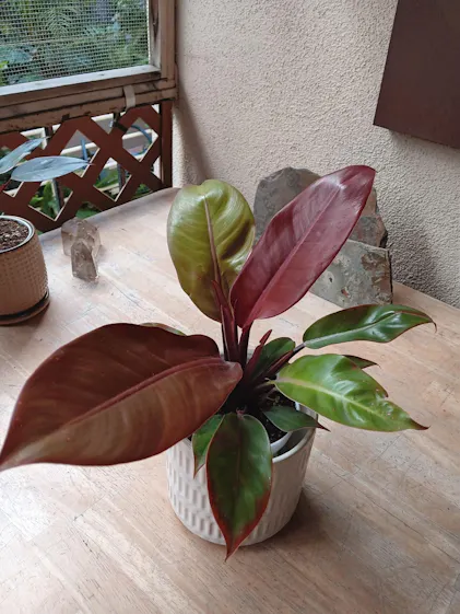 Philodendron 'White Princess' Variegated Live Plant - Philodendron eru   Wellspring Gardens