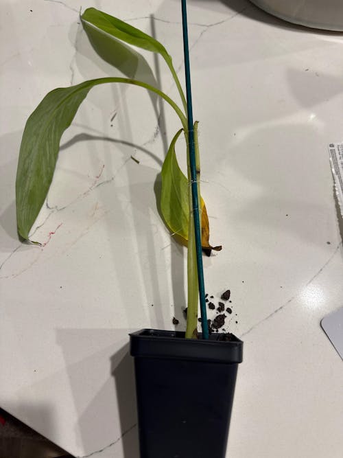 Ice Cream Banana - Musa acuminata