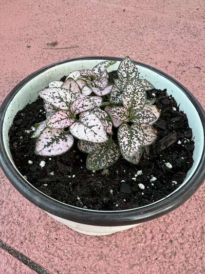 Peace Lily - Spathiphyllum – Wellspring Gardens