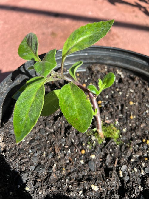 Longevity Spinach - Gynura procumbens