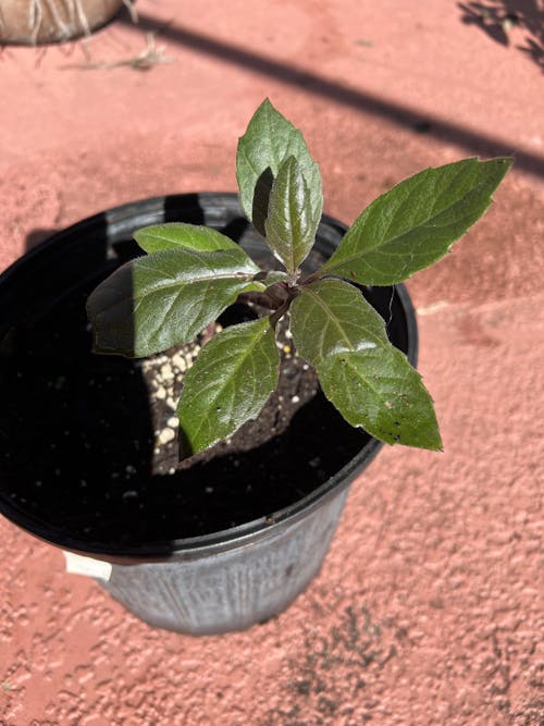 Okinawa Spinach - Gynura crepioides