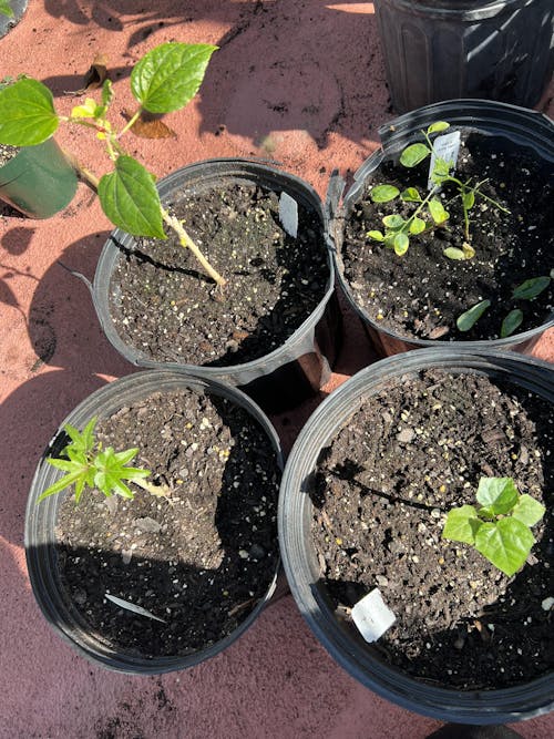 Bundle (4) of Salad Trees: Auntie Lilli's + Chief Kubo + Kiko's Crump + Katuk