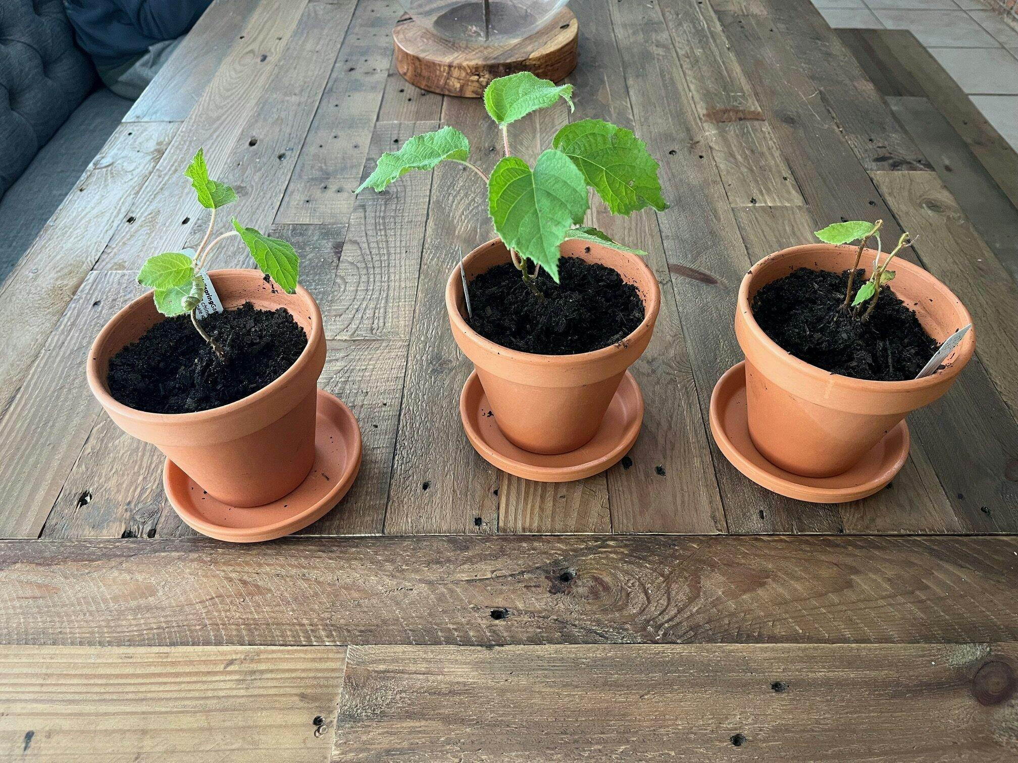 Vincent Female Kiwi - Actinidia chinensis – Wellspring Gardens