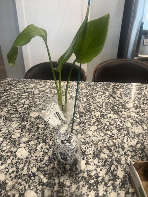 White Bird of Paradise - Strelitzia alba