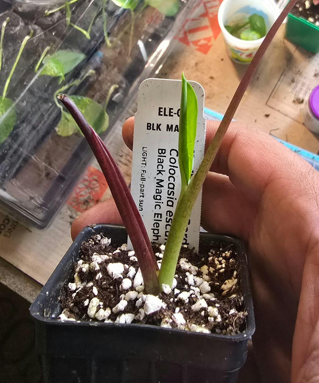 Black Magic Elephant Ear - Colocasia esculenta