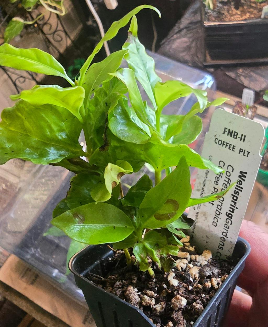 Coffee Plant - Coffea arabica