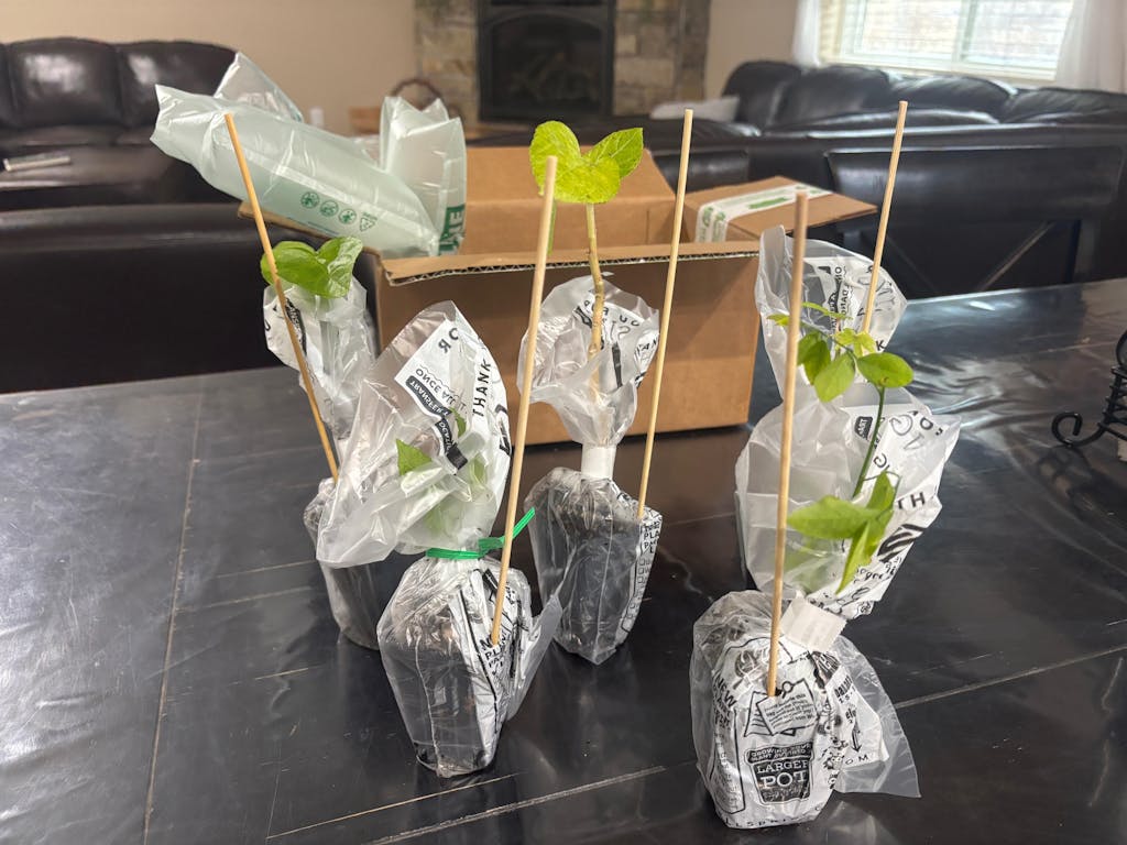Bundle (4) of Salad Trees: Auntie Lilli's + Chief Kubo + Kiko's Crump + Katuk