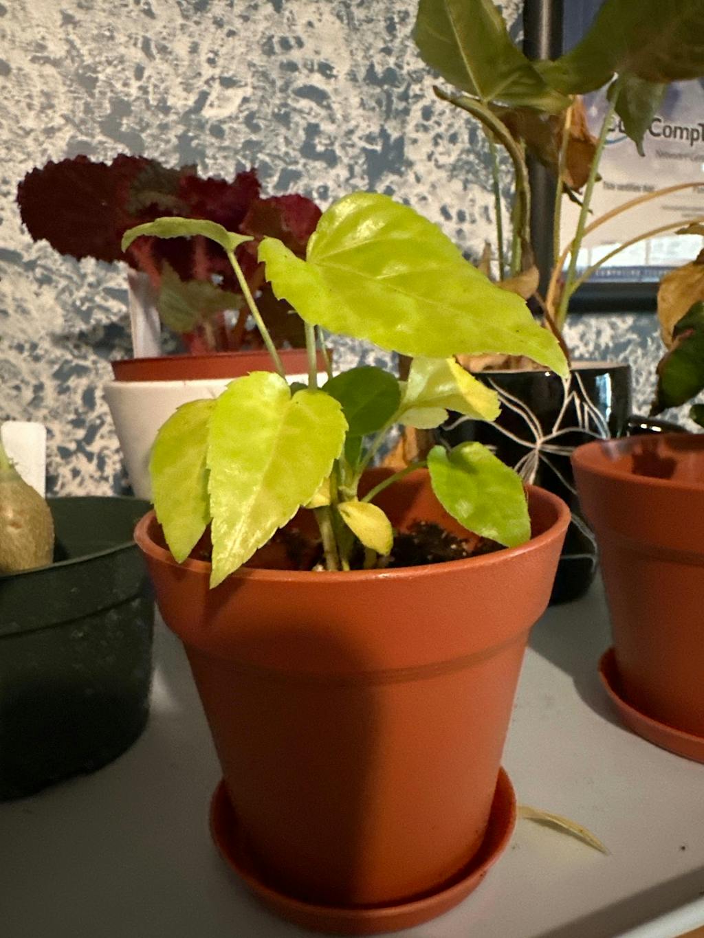 Japanese Aralia 'Paperplant' - Fatsia japonica (Aralia sieboldi)