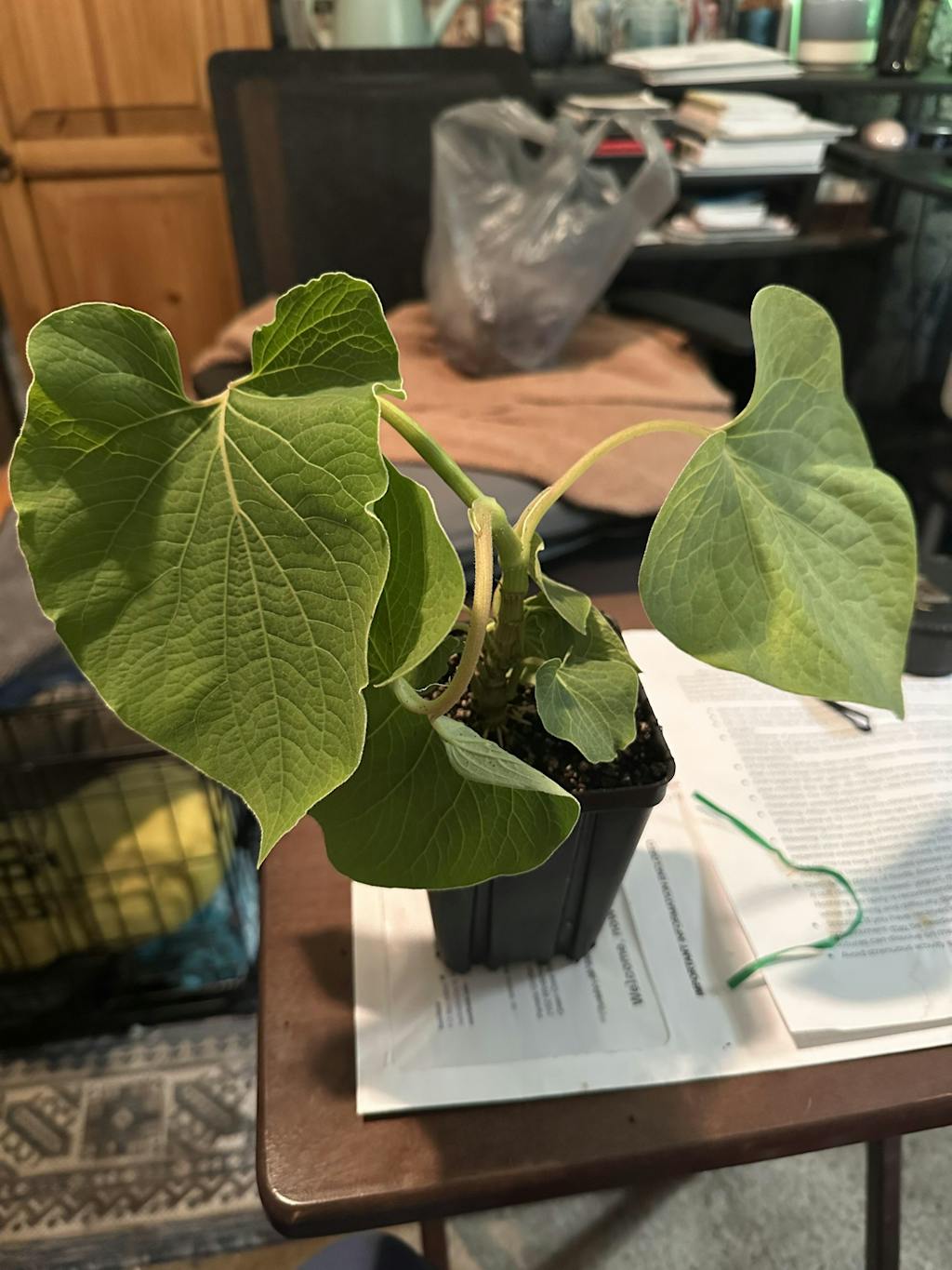 Morning Dew Elephant Ear - Colocasia esculenta