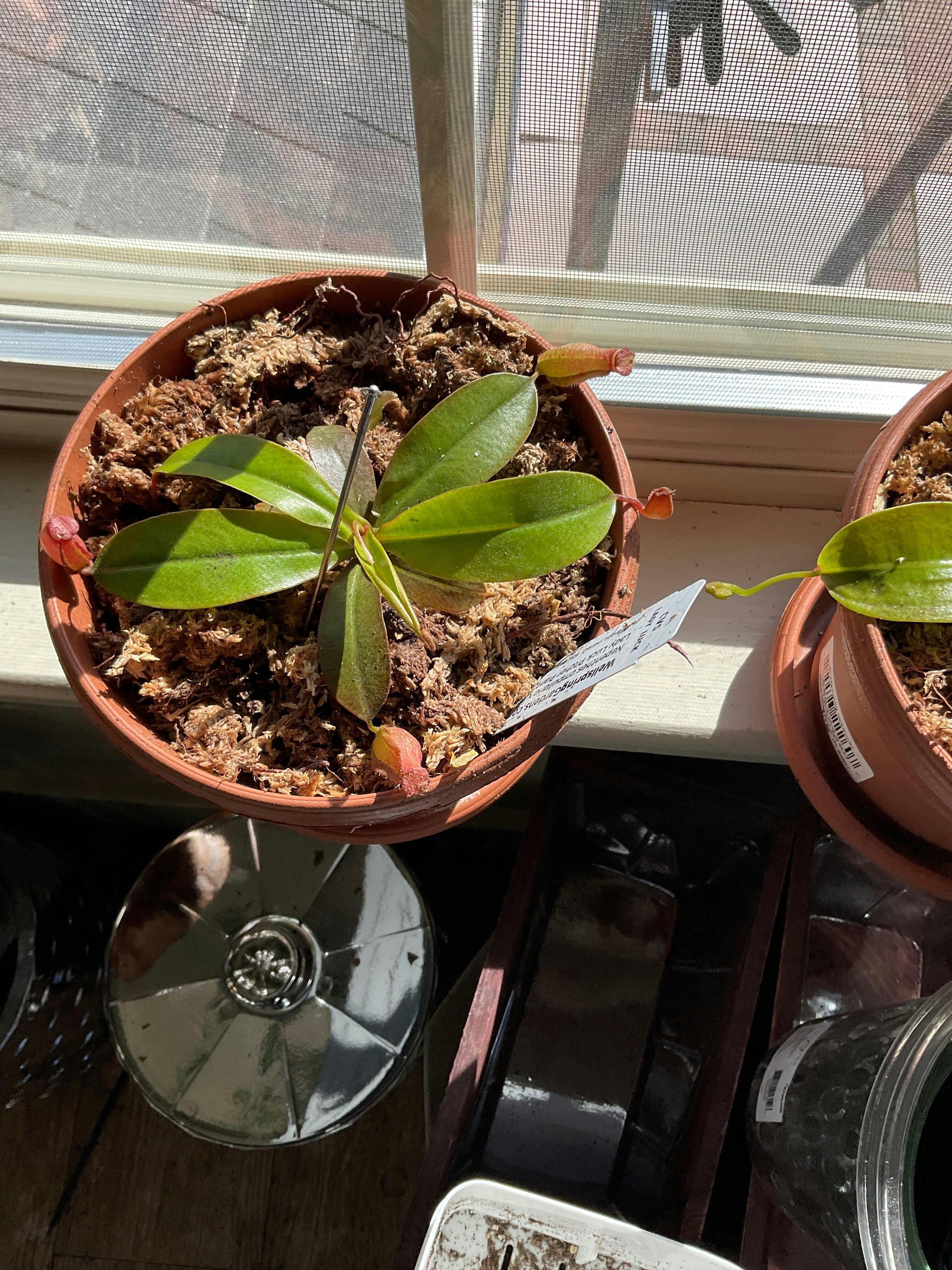 Ventricosa Pitcher Plant - Nepenthes ventricosa – Wellspring Gardens