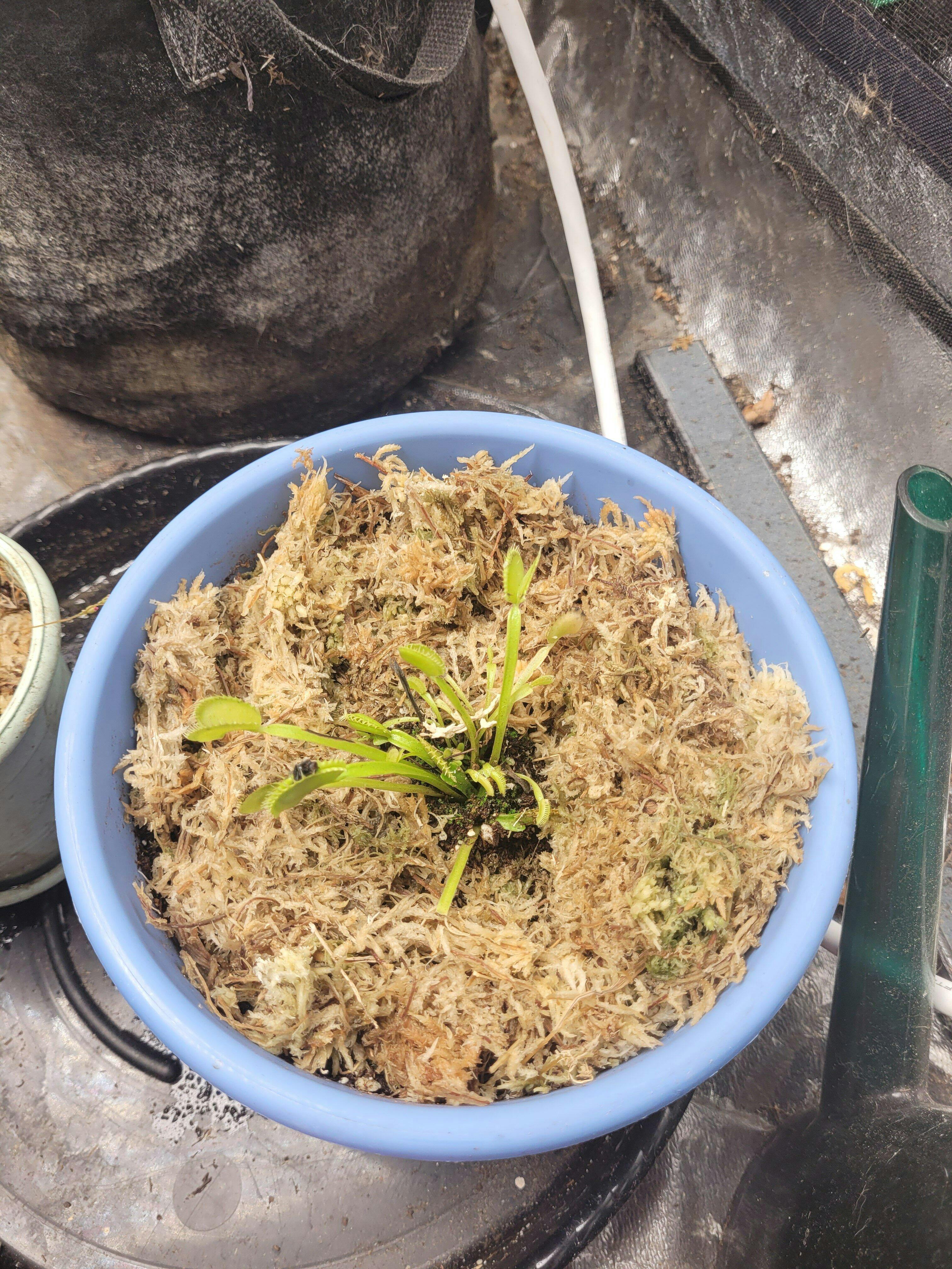 Bundle (4) of Venus Fly Traps: Akai Ryu + Dente + King Henry +
