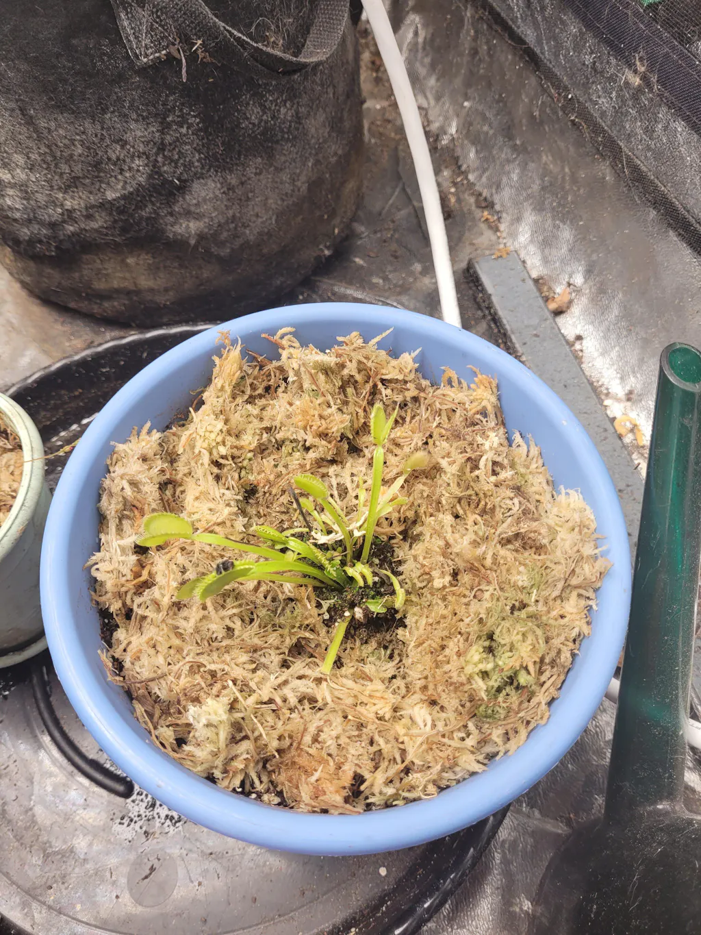 Dente Venus Fly Trap Carnivorous Plant - Dionaea muscipula