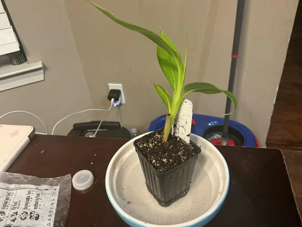 Dwarf Cavendish Banana Tree - Musa