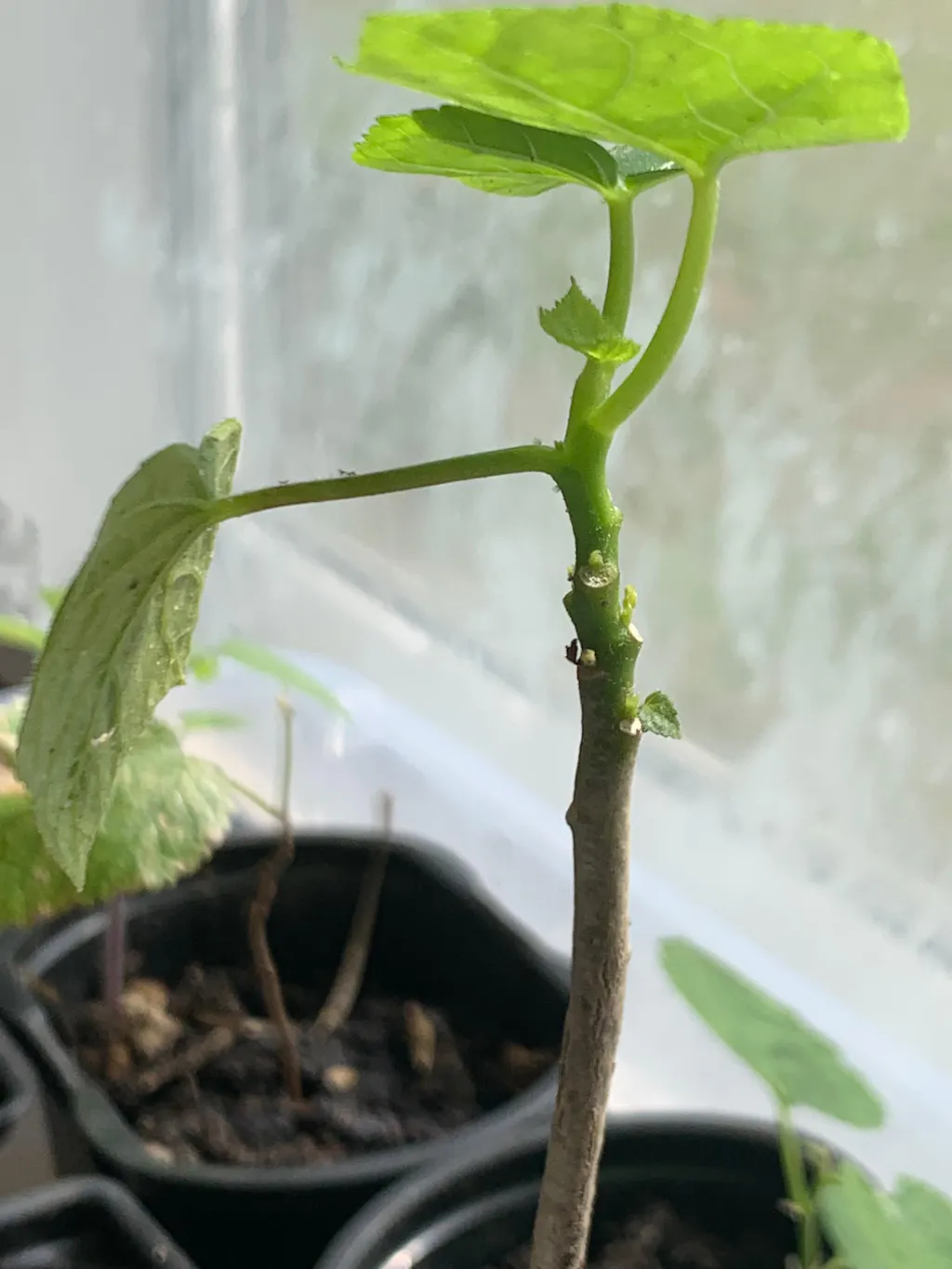 Auntie Lilli's™ South Sea Salad Bele Tree - Abelmoschus manihot