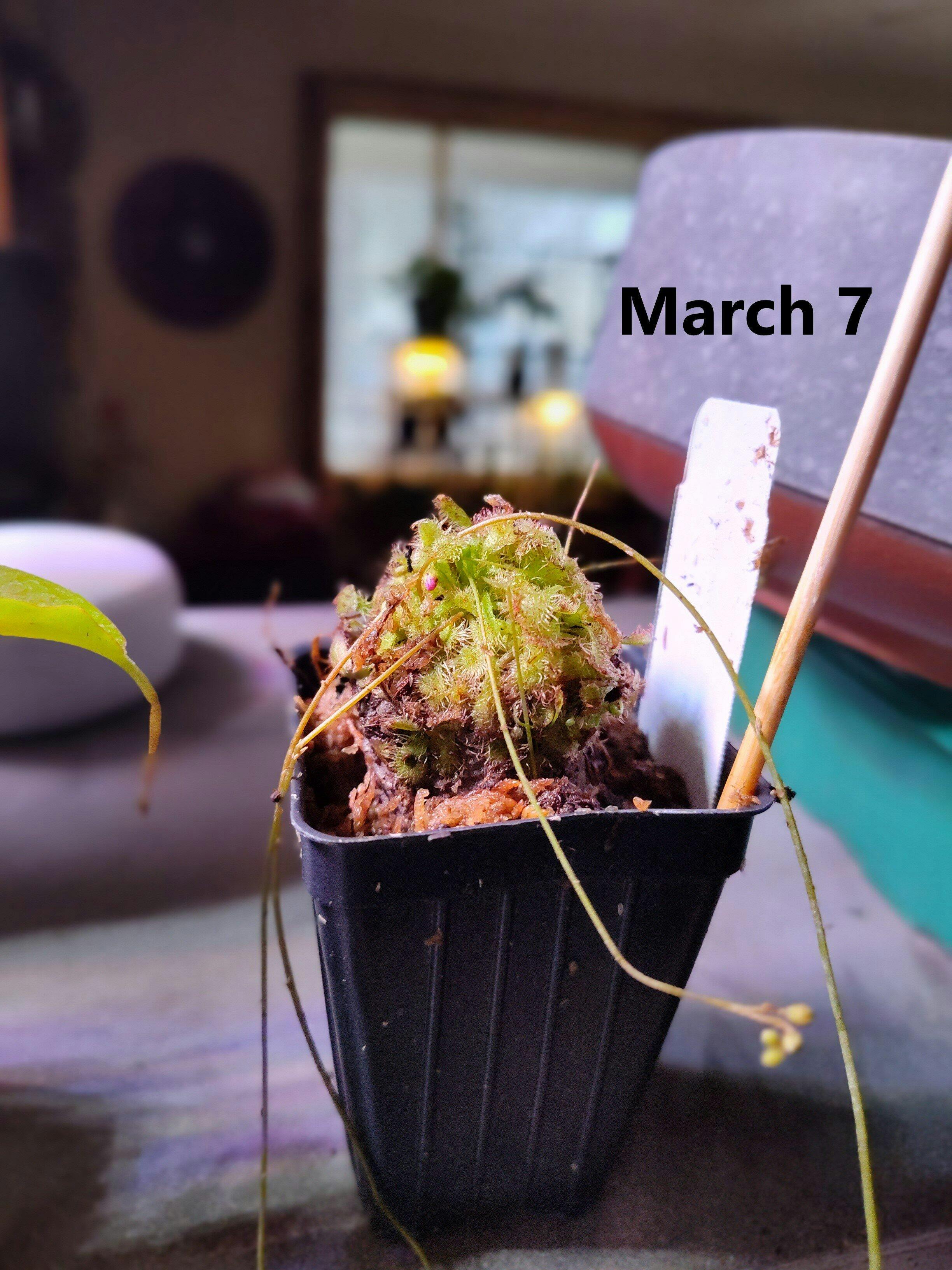 Cape Sundew Carnivorous Plant - Drosera capensis – Wellspring Gardens
