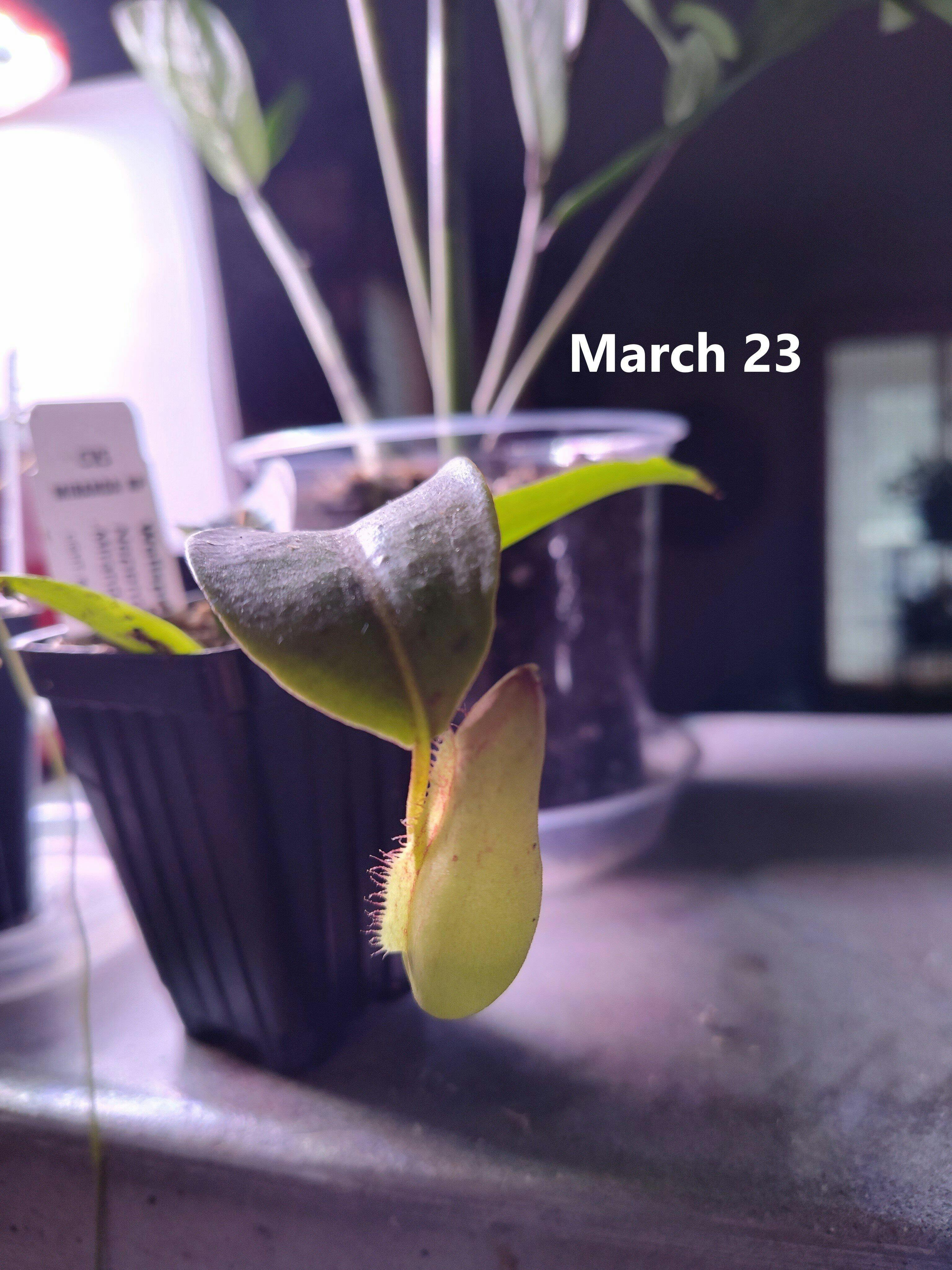 Ventricosa Pitcher Plant - Nepenthes ventricosa – Wellspring Gardens