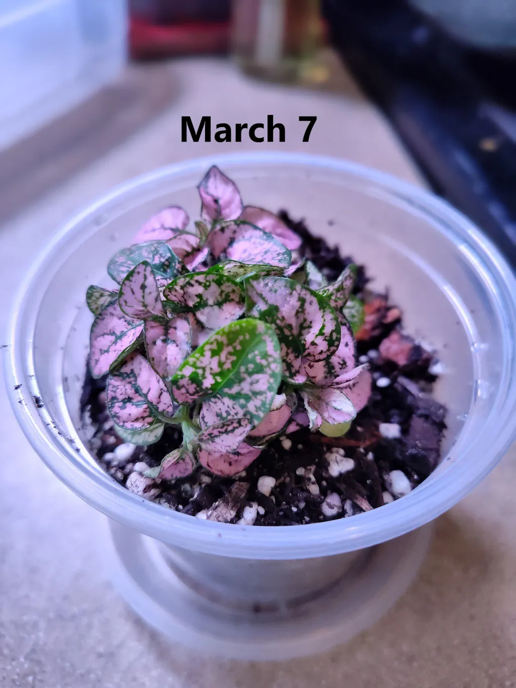 Polka Dot Plant - Hypoestes