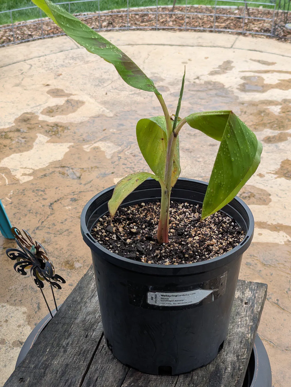 Goldfinger Banana Tree - Musa