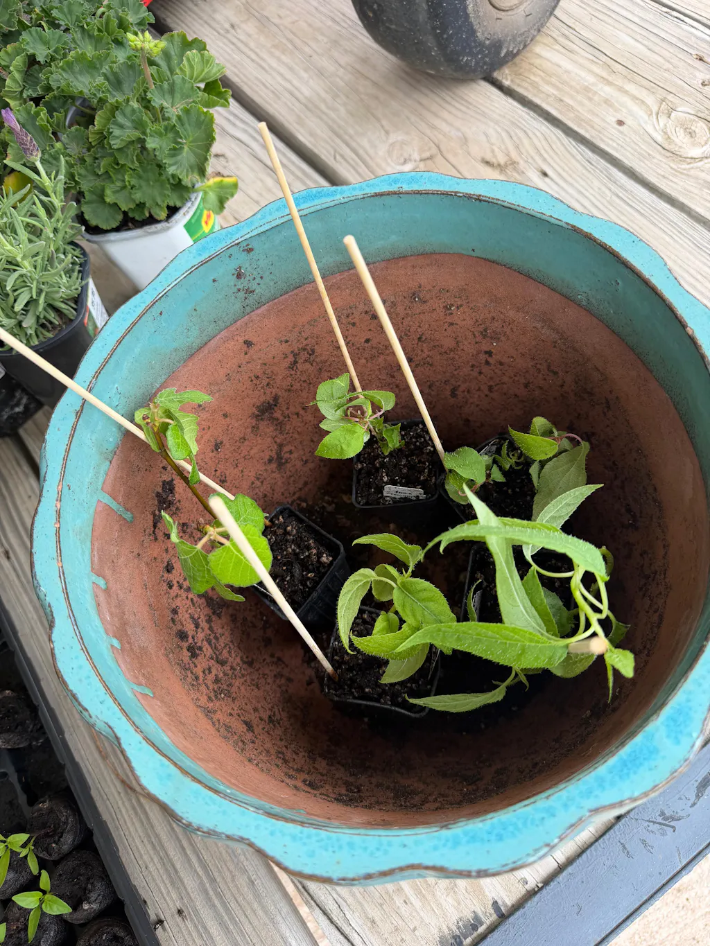 Chicago Hardy Fig Tree - Ficus carica
