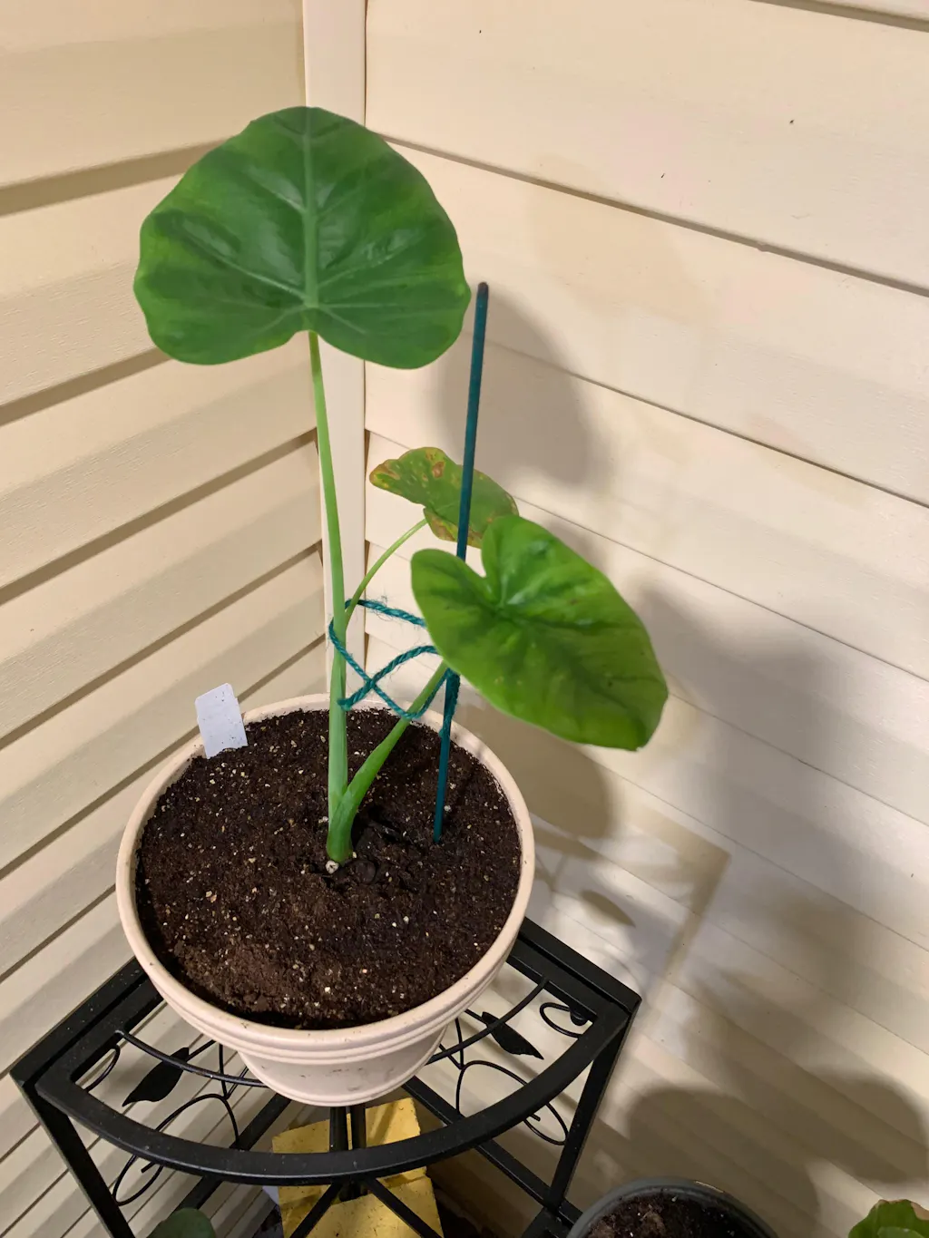 Thailand Giant Elephant Ear (Thai Giant) - Colocasia gigantea