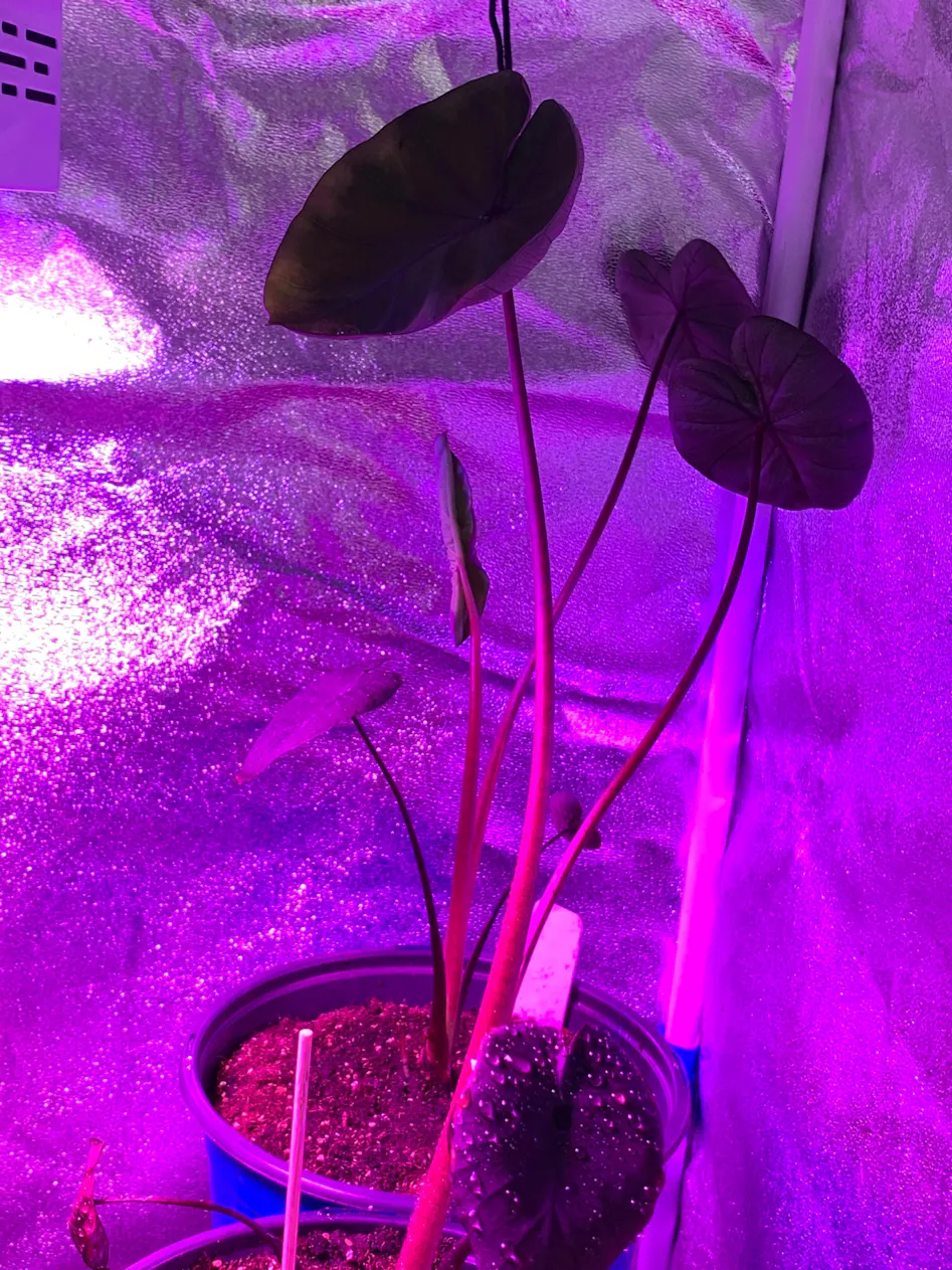Tiger / Zebra Elephant Ear - Alocasia zebrina – Wellspring Gardens