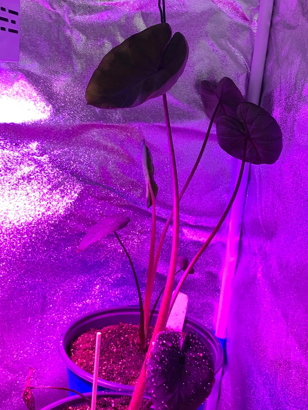 Imperial Red Elephant Ear - Alocasia