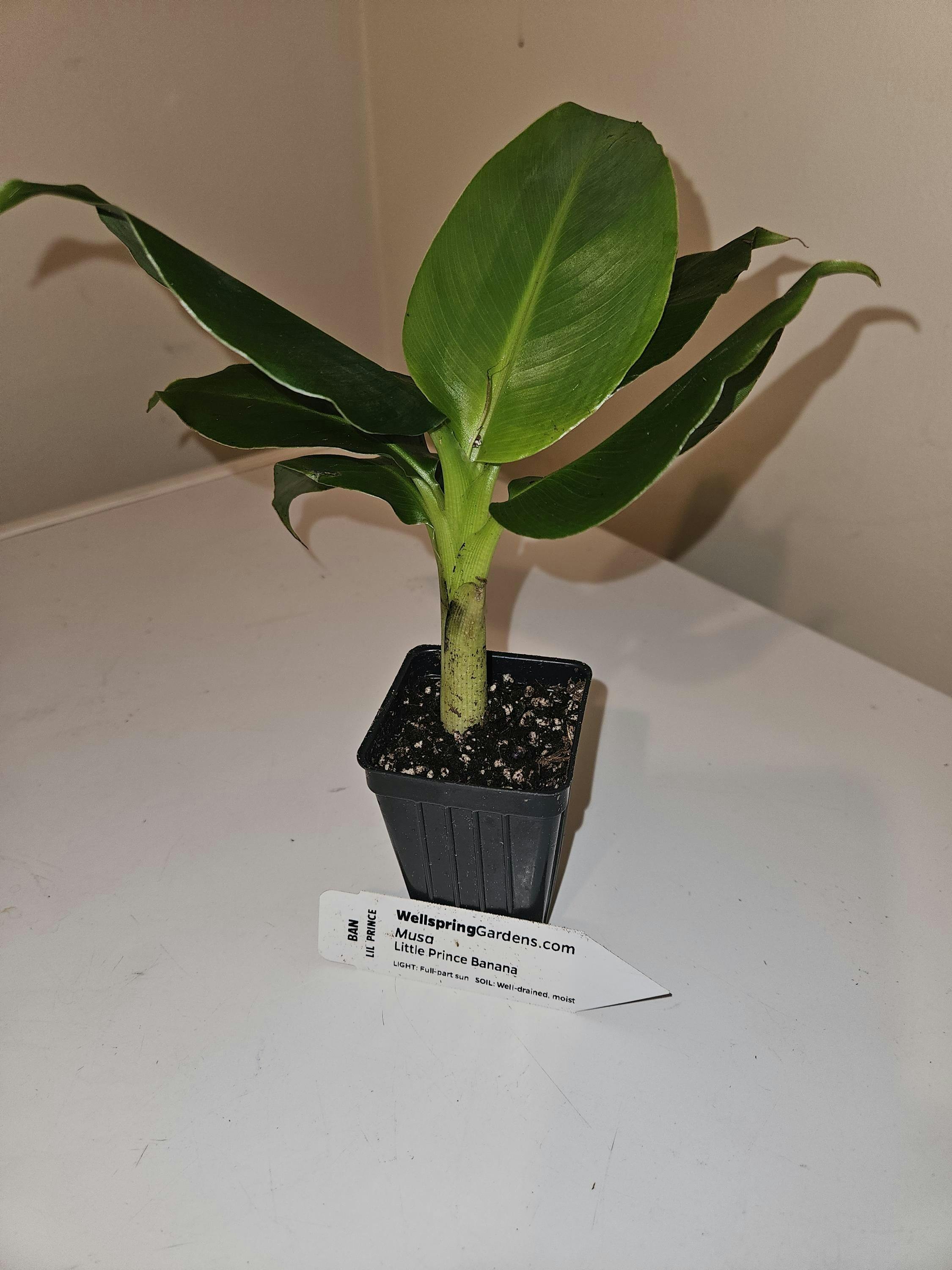 Truly Tiny Banana - Musa – Wellspring Gardens