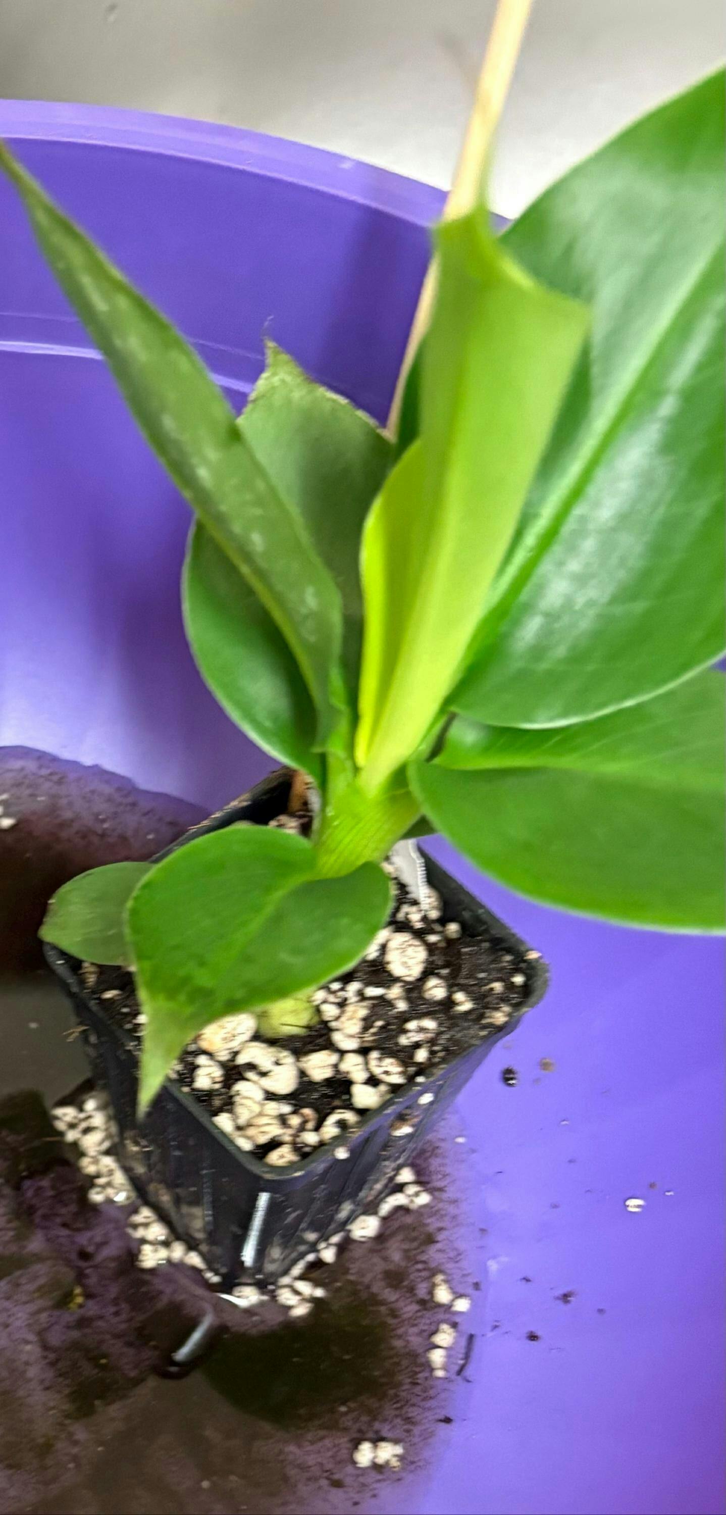 Bundle (3) of Petite Banana Plants: Little Prince + Tropicana +
