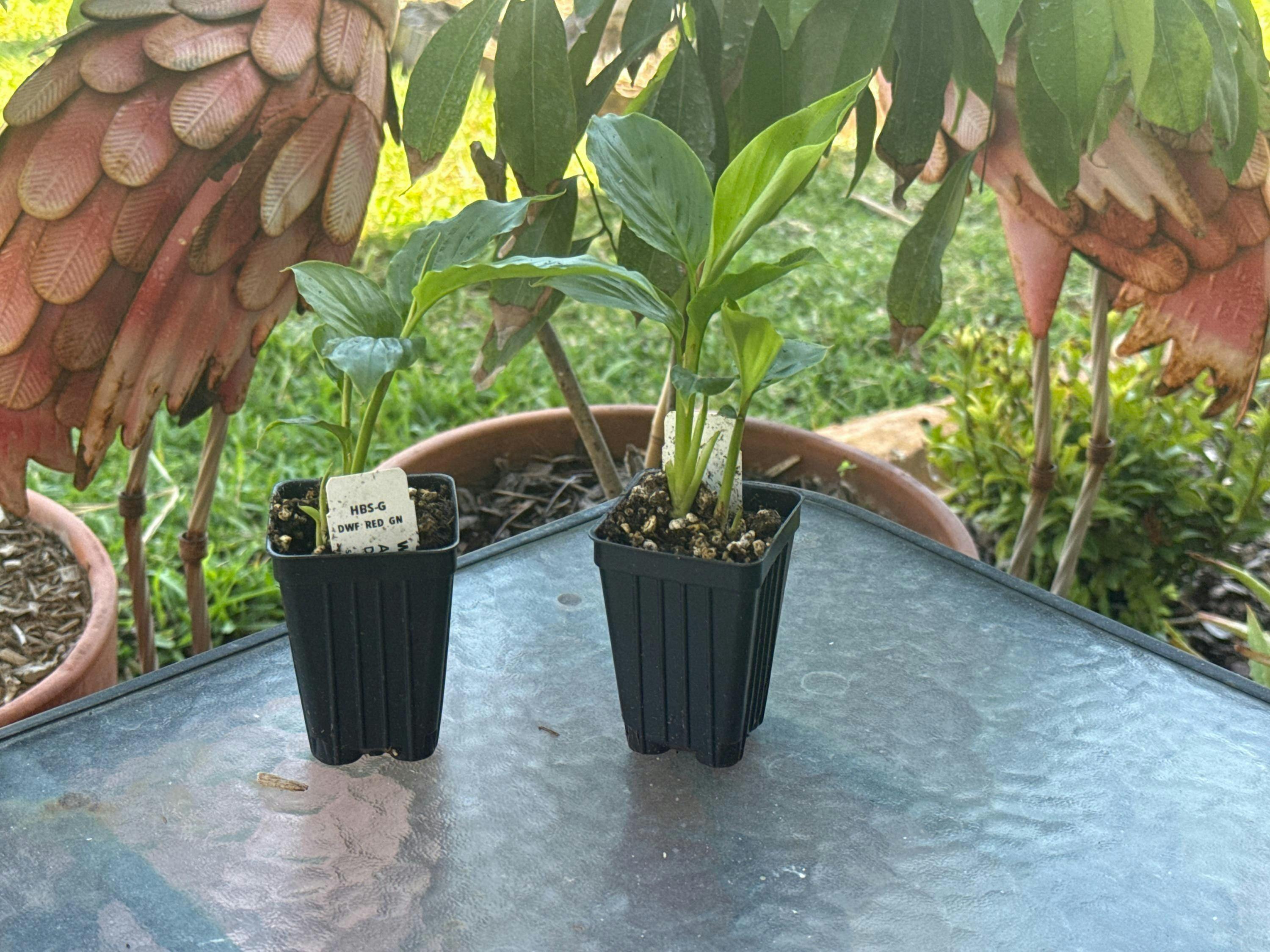 「アバロン」グリーンアバロン アバロンシェル 1255g 815g Shell Ginger Variegated - Alpinia zerumbet – Wellspring Gardens