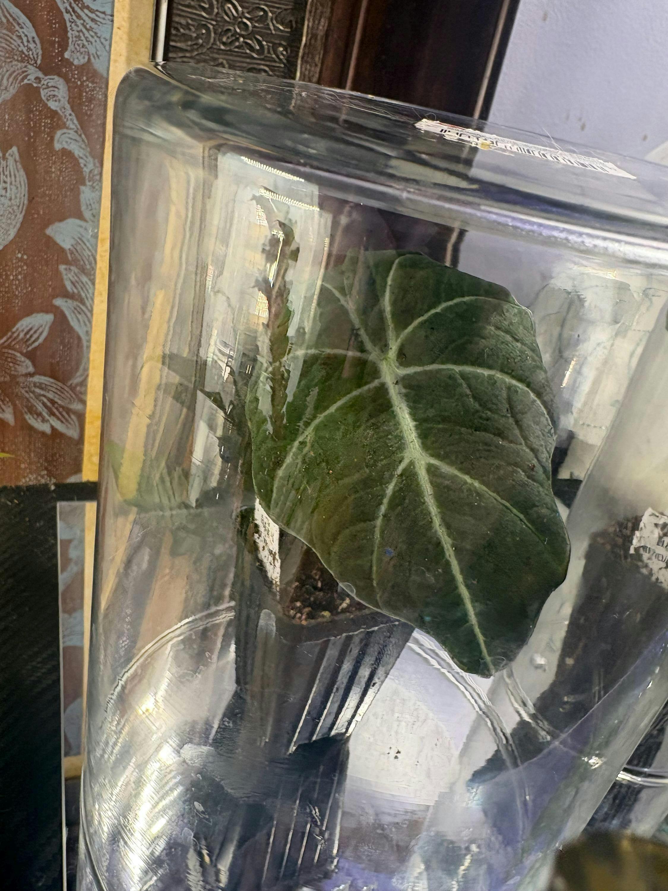 Kapit 'Black Panther' Elephant Ear - Alocasia infernalis