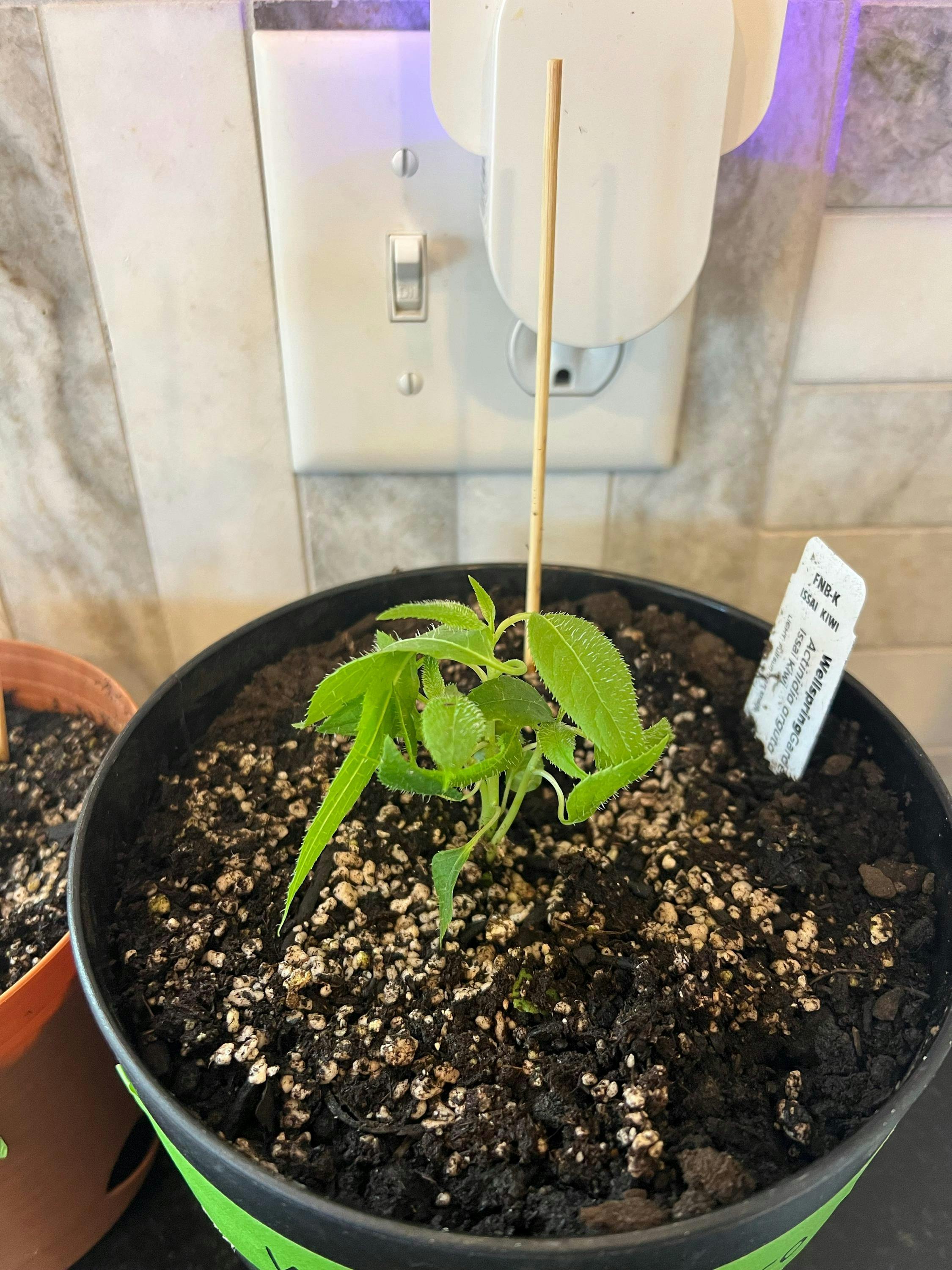 Prolific Hardy Kiwi - Actinidia arguta – Wellspring Gardens
