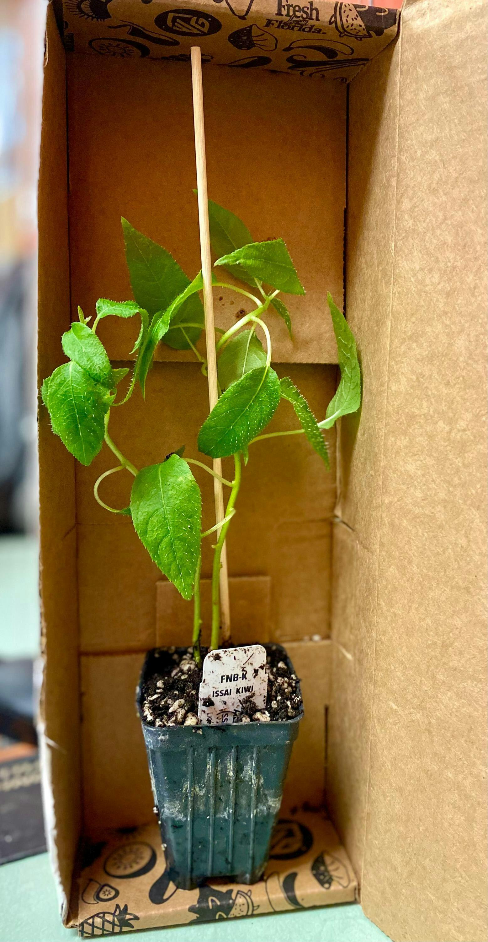 Issai Kiwi - Actinidia arguta – Wellspring Gardens