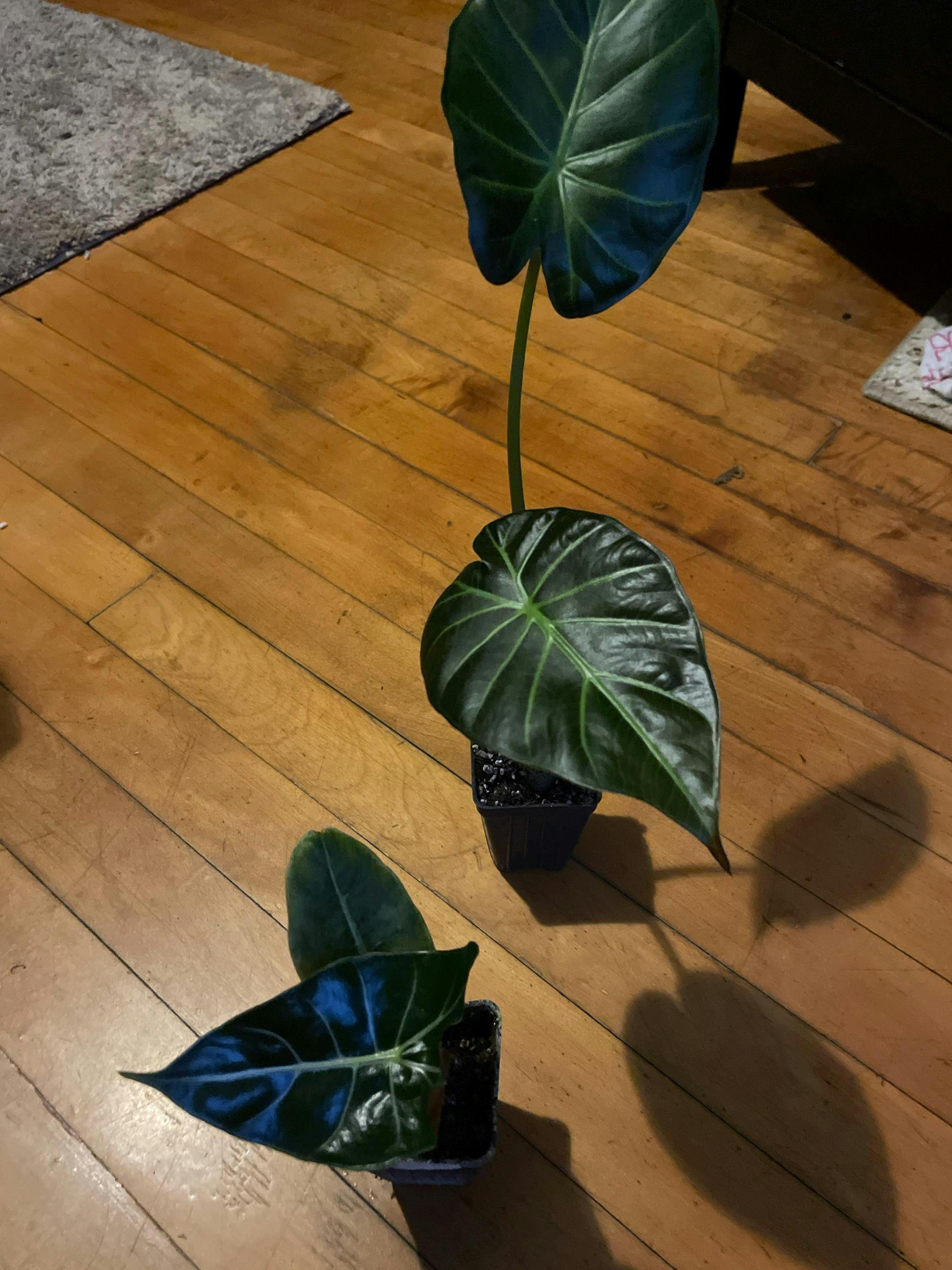 Frydek Elephant Ear - Alocasia – Wellspring Gardens