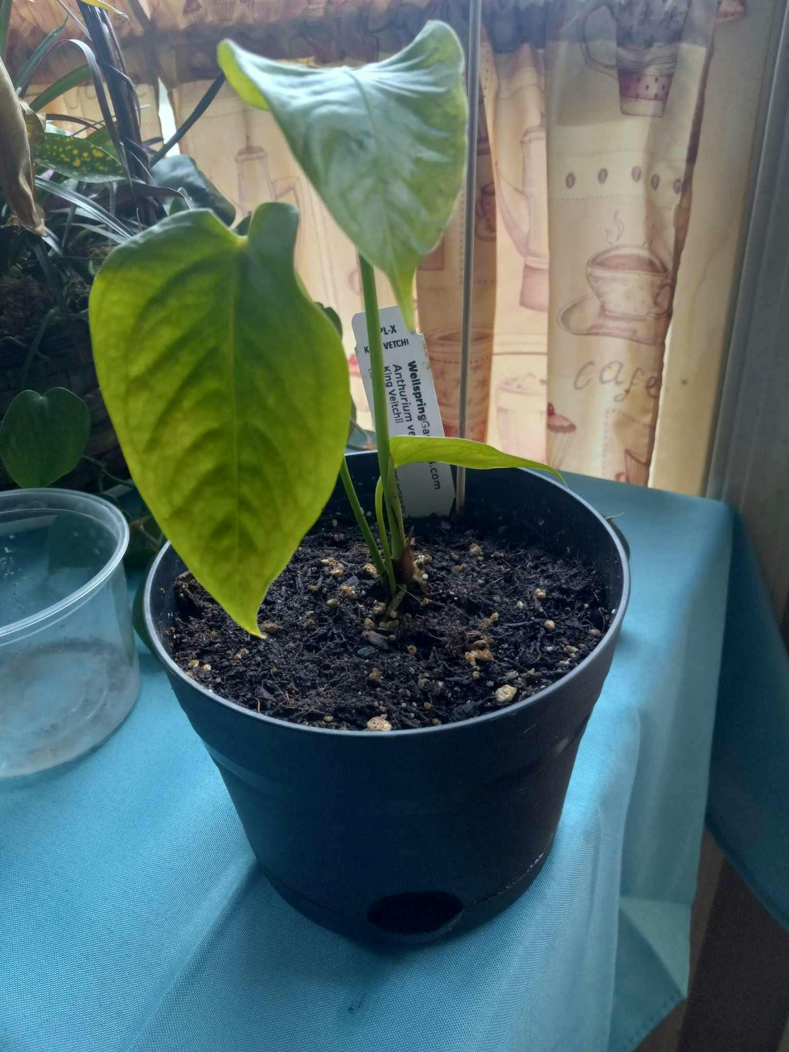 Anthurium radicans x luxurians Hybrid - Anthurium – Wellspring Gardens