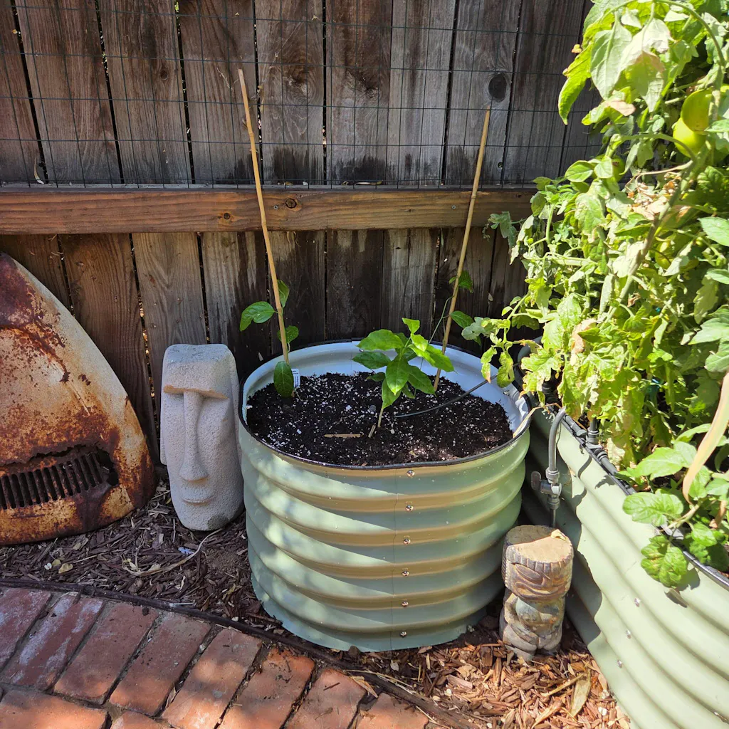 Peanut Butter Fruit Tree - Bunchosia argentea