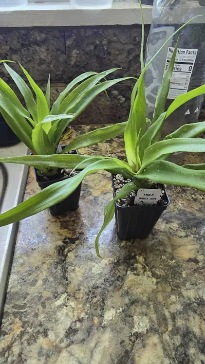 bantel's sensation snake plant decor Bantel's Sensation Snake Plant - 10" Pot