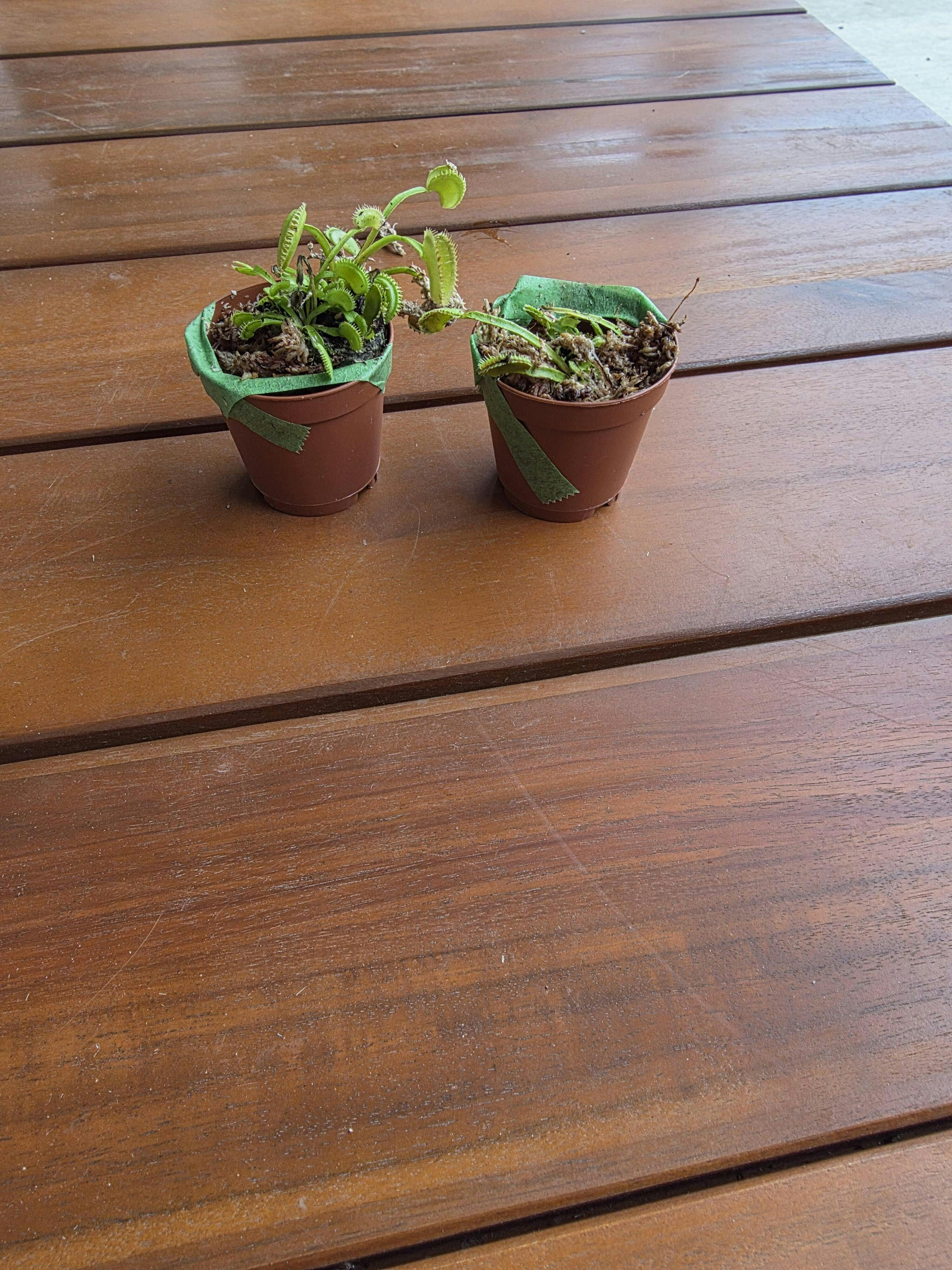 Akai Ryu Venus Fly Trap (Red Dragon) Carnivorous - Dionaea