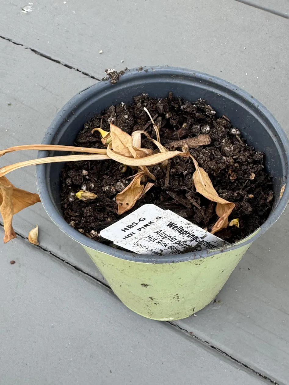 Shell Ginger Variegated - Alpinia zerumbet – Wellspring Gardens