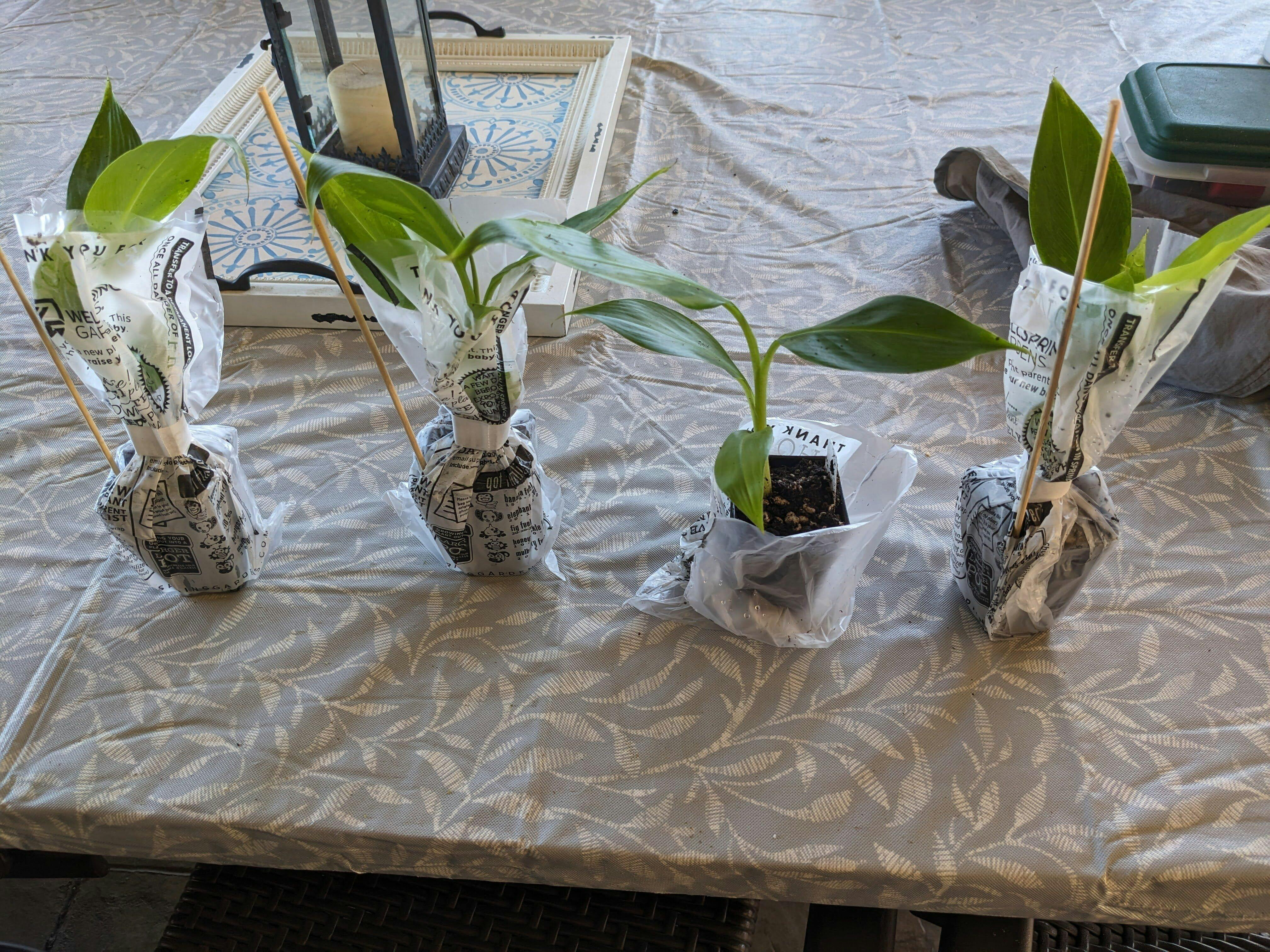 Double Mahoi Banana - Musa – Wellspring Gardens