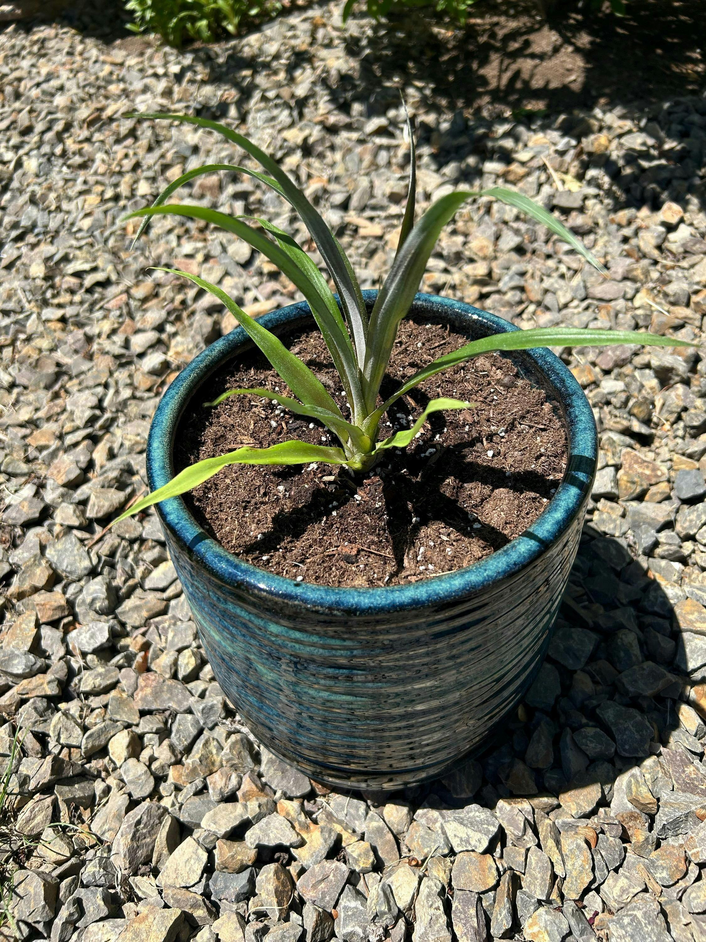 Bundle (4) of Fruiting Pineapples: Elite Gold + Florida Special +