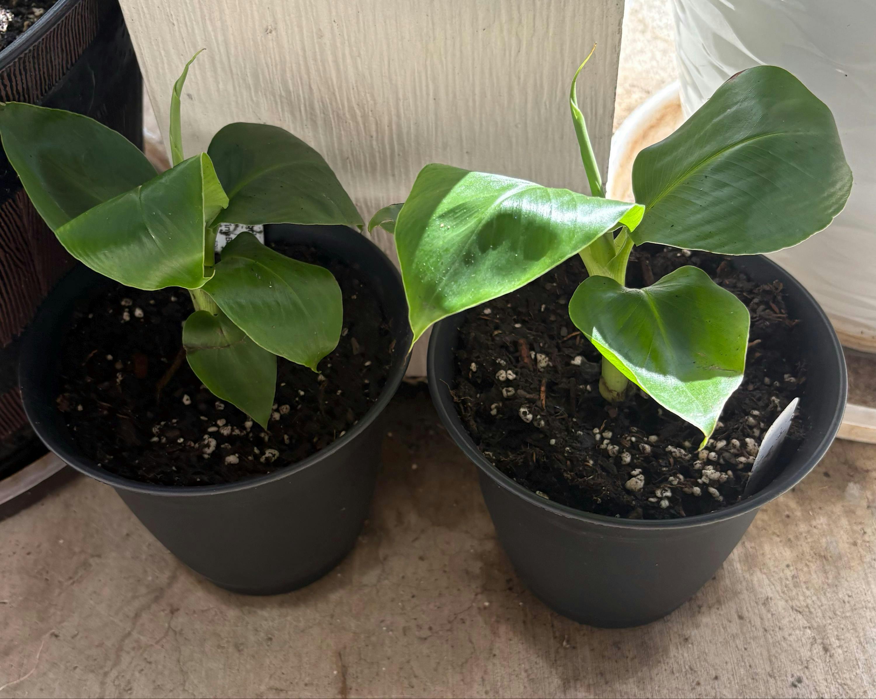 Truly Tiny Banana - Musa – Wellspring Gardens