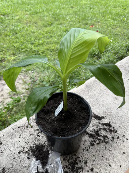 Double Mahoi Banana - Musa – Wellspring Gardens