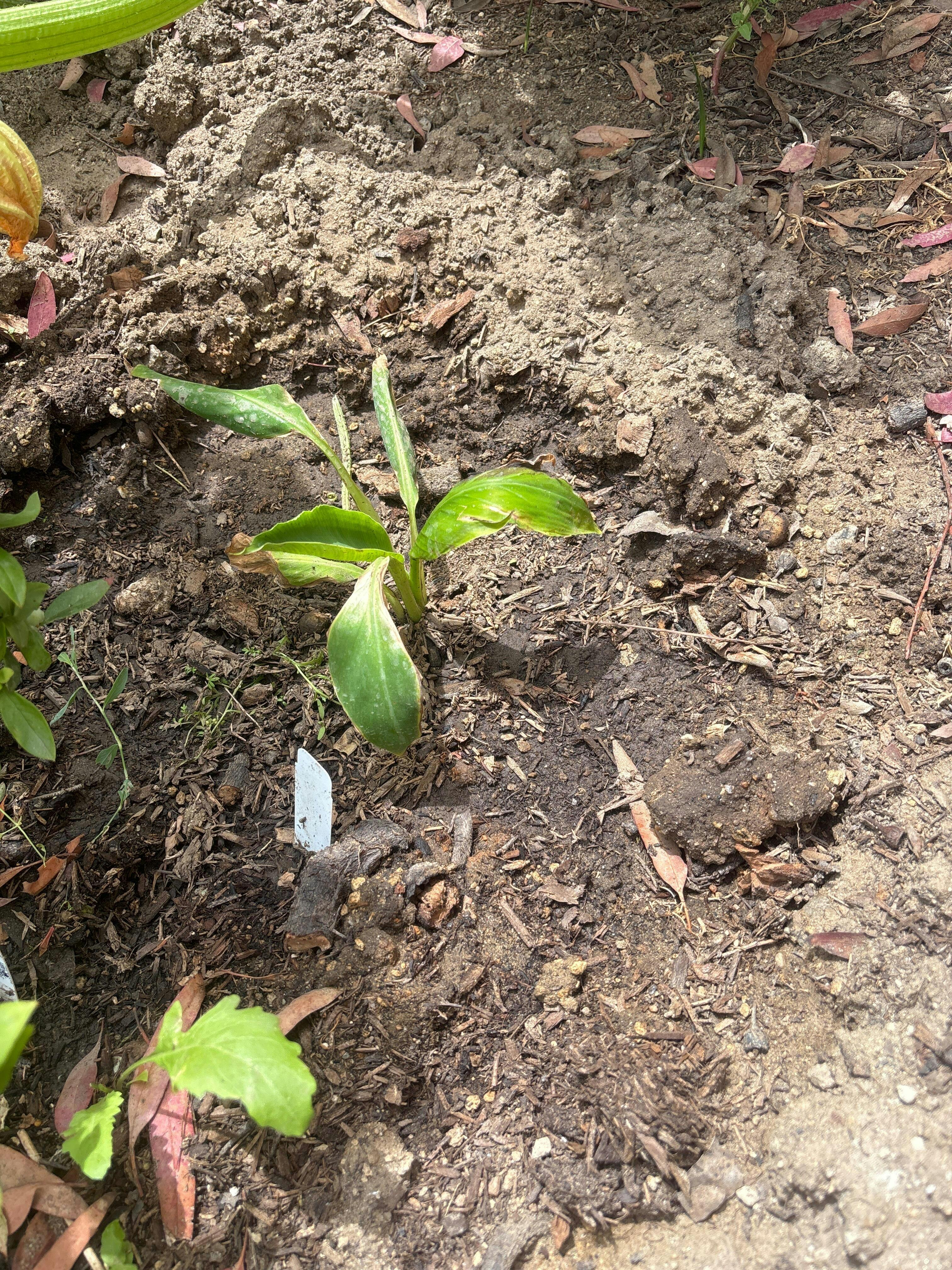 Double Mahoi Banana - Musa – Wellspring Gardens