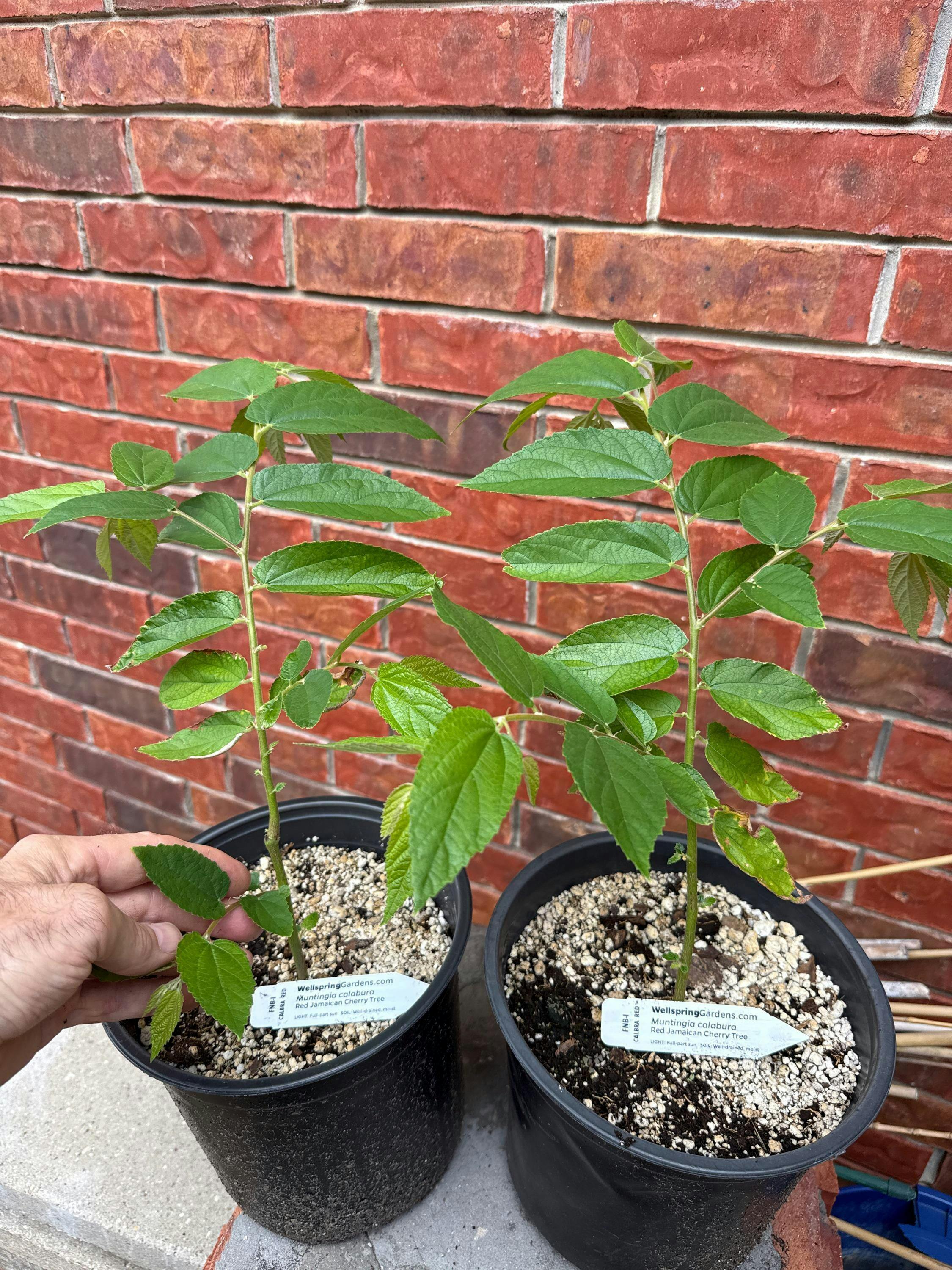 万華鏡★jellybeans-ベリーチェリー★MIKIO★オイル★作家★ビーンズ Barbados Cherry (Acerola/Wild Crapemyrtle) - Malpighia emarginata