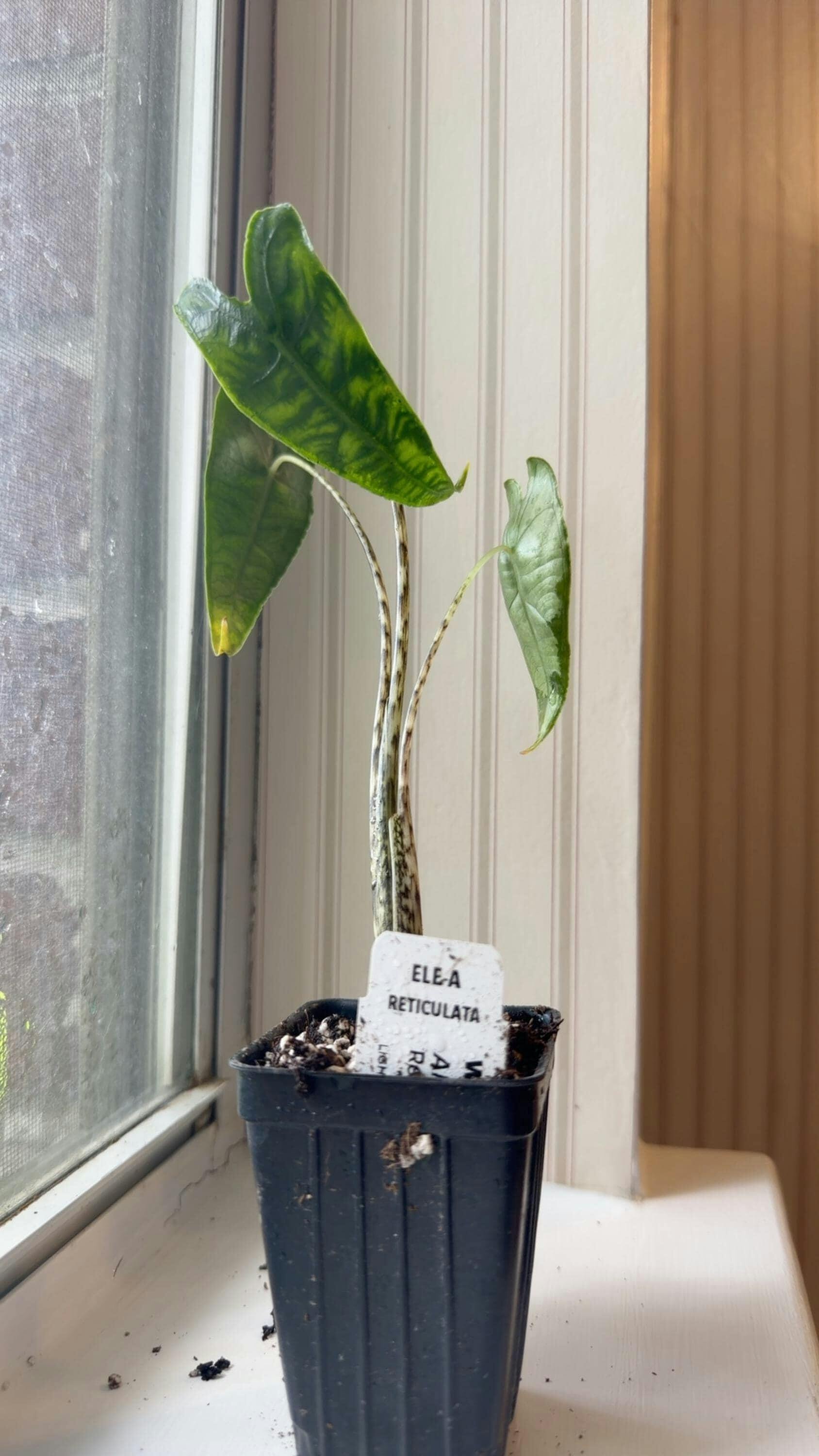 Tiger / Zebra Elephant Ear - Alocasia zebrina – Wellspring Gardens