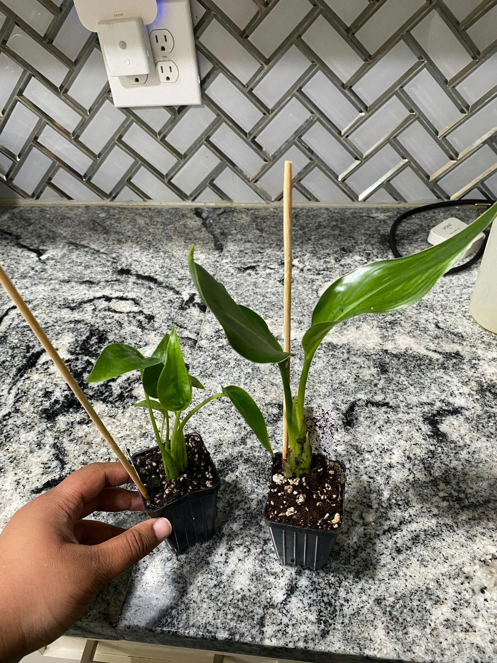 Frydek Elephant Ear - Alocasia – Wellspring Gardens