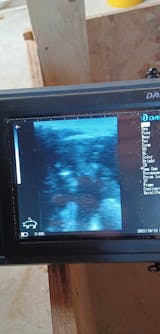 2023 Máquina de ultrasonido convexa más nueva para el embarazo Escáner  portátil ecografo portátil Doppler de mano para pequeños ecografías de  perro bebé ecografía veterinario ultrasonido portátil : Productos para  Animales 
