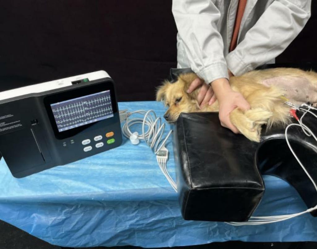 Touchscreen Veterinary 7 Leads ECG/EKG Machine with Interpretation ...