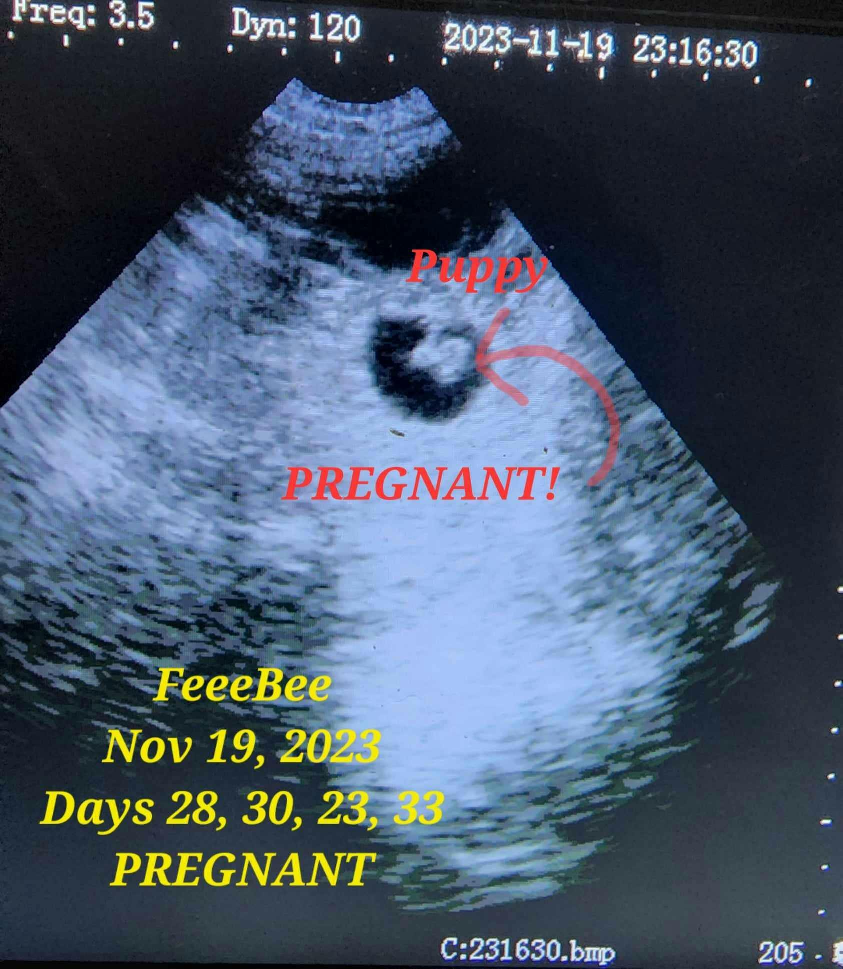 犬、猫、中型家畜用ポータブル獣医用超音波スキャナー – Wellue